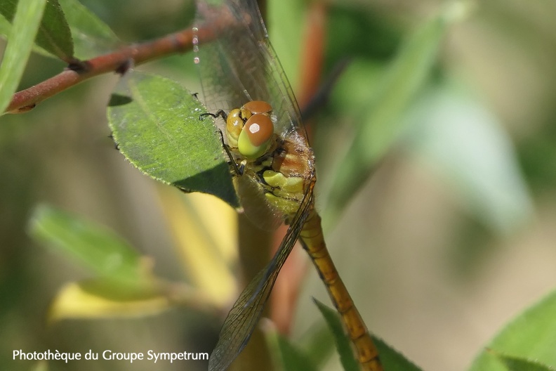 Sympetrum striolatum m emerg (1).jpeg