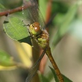 Sympetrum striolatum