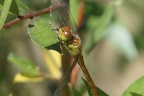 Sympetrum striolatum
