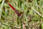 Sympetrum fonscolombii