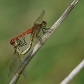 Sympetrum depressiusculum - Sympétrum déprimé