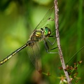 Somatochlora metallica 