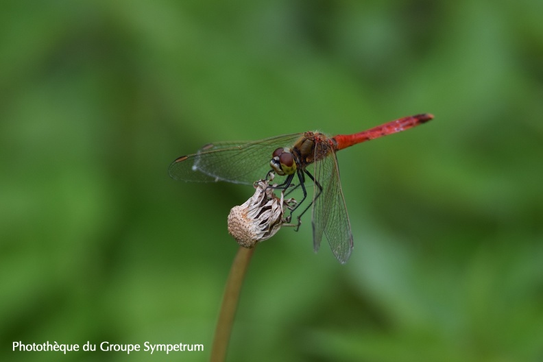 Sympetrum depressiusculum - Sympétrum déprimé