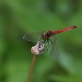 Sympetrum depressiusculum - Sympétrum déprimé