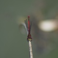 Pyrrhosoma nymphula - Petite nymphe au corps de feu