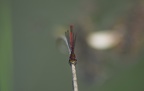 Pyrrhosoma nymphula - Petite nymphe au corps de feu