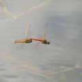 Sympetrum depressiusculum - Sympétrum déprimé