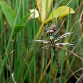 Somatochlora arctica - Chlorocordulie arctique 