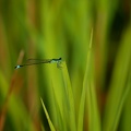 Ischnura elegans - Ischnure élégante 