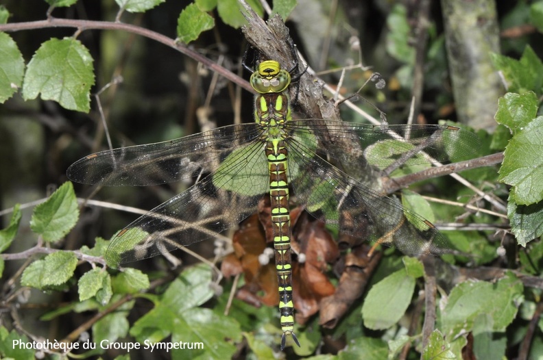 9178 - Aeshna cyanea - Boisset-les-Montrond - 25.08.2013.JPG