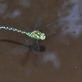 Aeshna cyanea - Aeshne bleue