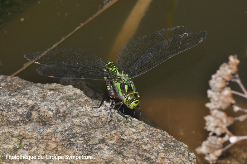 0208 - Aeshna cyanea - Maclas - 06.09.2011.JPG