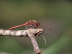 Sympetrum vulgatum - Sympétrum vulgaire