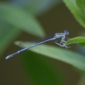 Agrion_a_larges_pattes2.JPG
