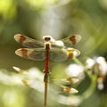 Sympetrum pedemontanum