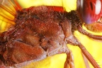 Crocothemis erythraea