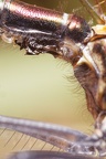 Calopteryx haemorrhoidalis