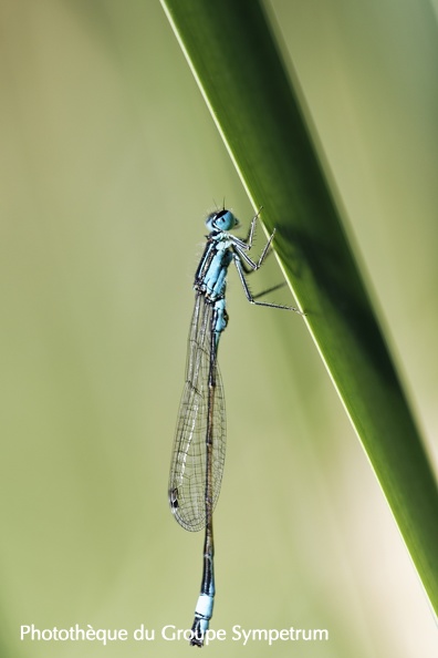 20200618__Odonate_macro_Valence_5290DXO.jpg