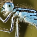 Coenagrion scitulum