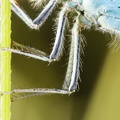 Coenagrion scitulum