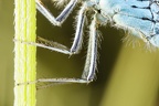 Coenagrion scitulum