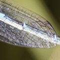 Coenagrion scitulum