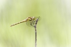 Sympetrum striolatum