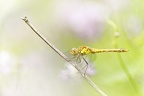 Sympetrum striolatum