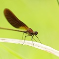 Calopteryx haemorrhoidalis