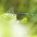 Platycnemis pennipes