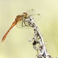 Sympetrum sanguineum