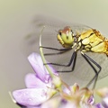 Sympetrum sanguineum