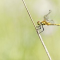 Sympetrum sanguineum