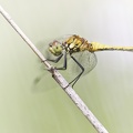 Sympetrum sanguineum