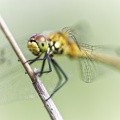 Sympetrum sanguineum