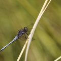Orthetrum coerulescens