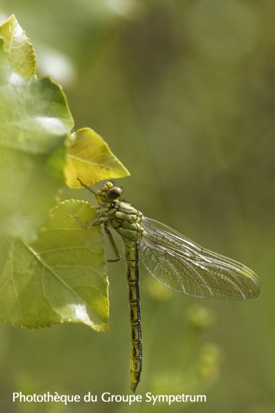 20180602_Ophris_libellules_0087_DxO.jpg