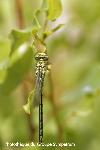 20180602_Ophris_libellules_0095_DxO.jpg