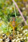 Sympetrum flaveolum - Sympétrum jaune d'or