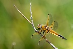 Libellula quadrimaculata