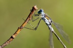 Lestes sponsa