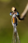 Lestes sponsa