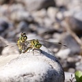 Onychogomphus forcipatus