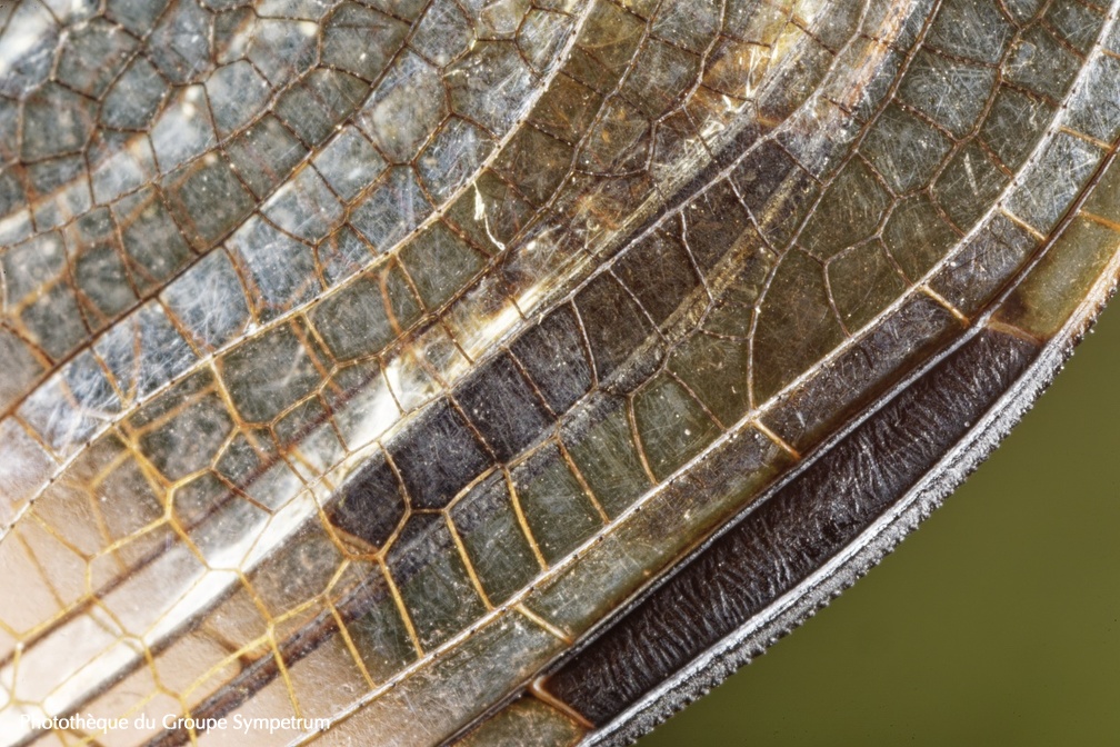 Libellula quadrimaculata - Libellule à quatre taches