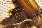 Libellula quadrimaculata - Libellule à quatre taches