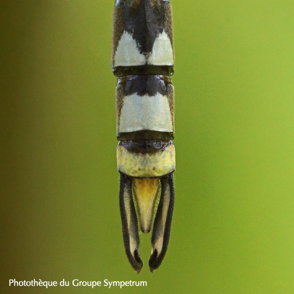 Aeschne mixte ♂  (A. mixta) détails (Le grand Mont Sury le Comtal JardinLoire 42) - 19 août 2016 - Alain LEMAITRE (3).jpg