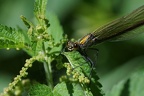 Calopteryx splendens