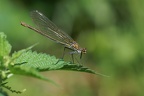 Calopteryx splendens