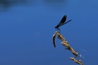 Calopteryx splendens splendens