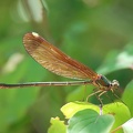 Calopteryx haemorrhoidalis femelle